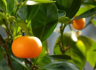 香精与香料(46)-中国橘醛Sinensal与中国柑橘
