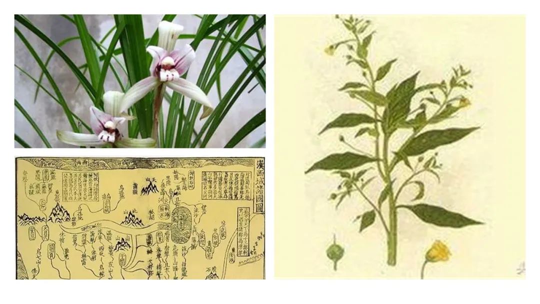 芳香防疫——中国古代的抗疫智慧